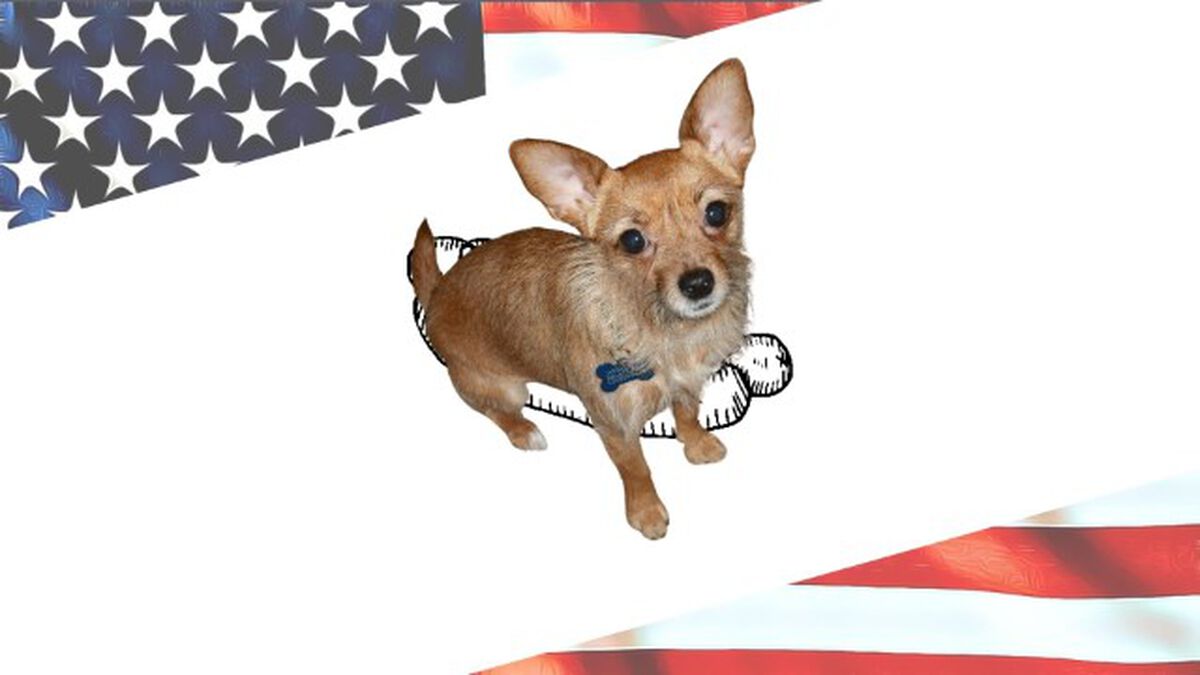American Underdog image number null
